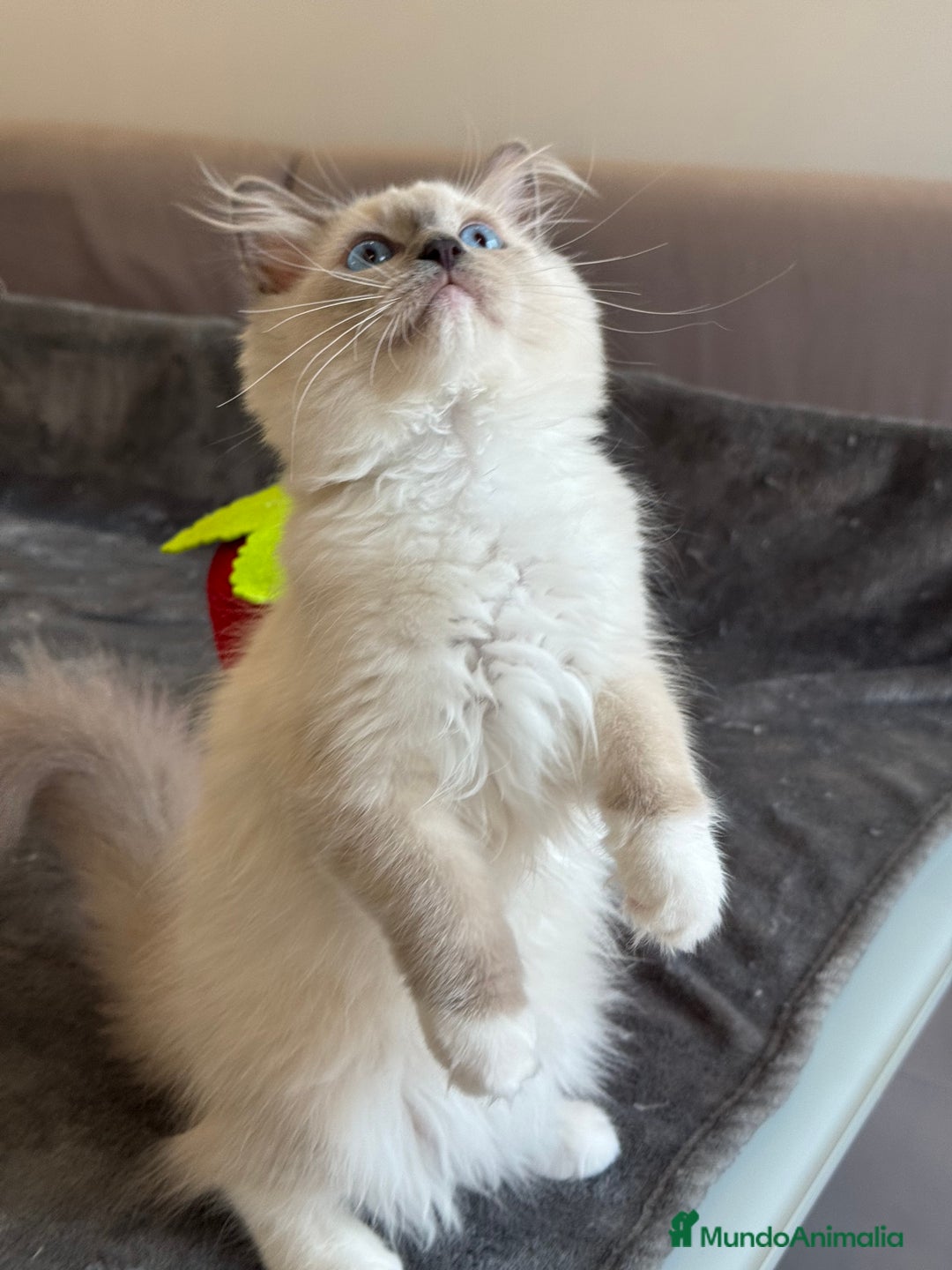 Ragdoll gatos en venta: Camada Ragdoll - Imagen 33