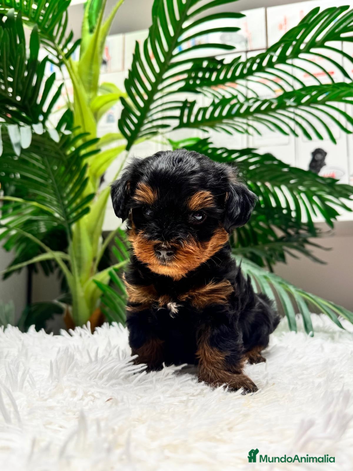 Maltipoo perros MALTIPOO 💙 - Anuncio 1