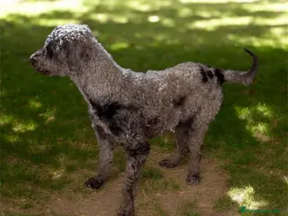 Perro de Agua Español perros Perro de agua español adulto - Anuncio 1