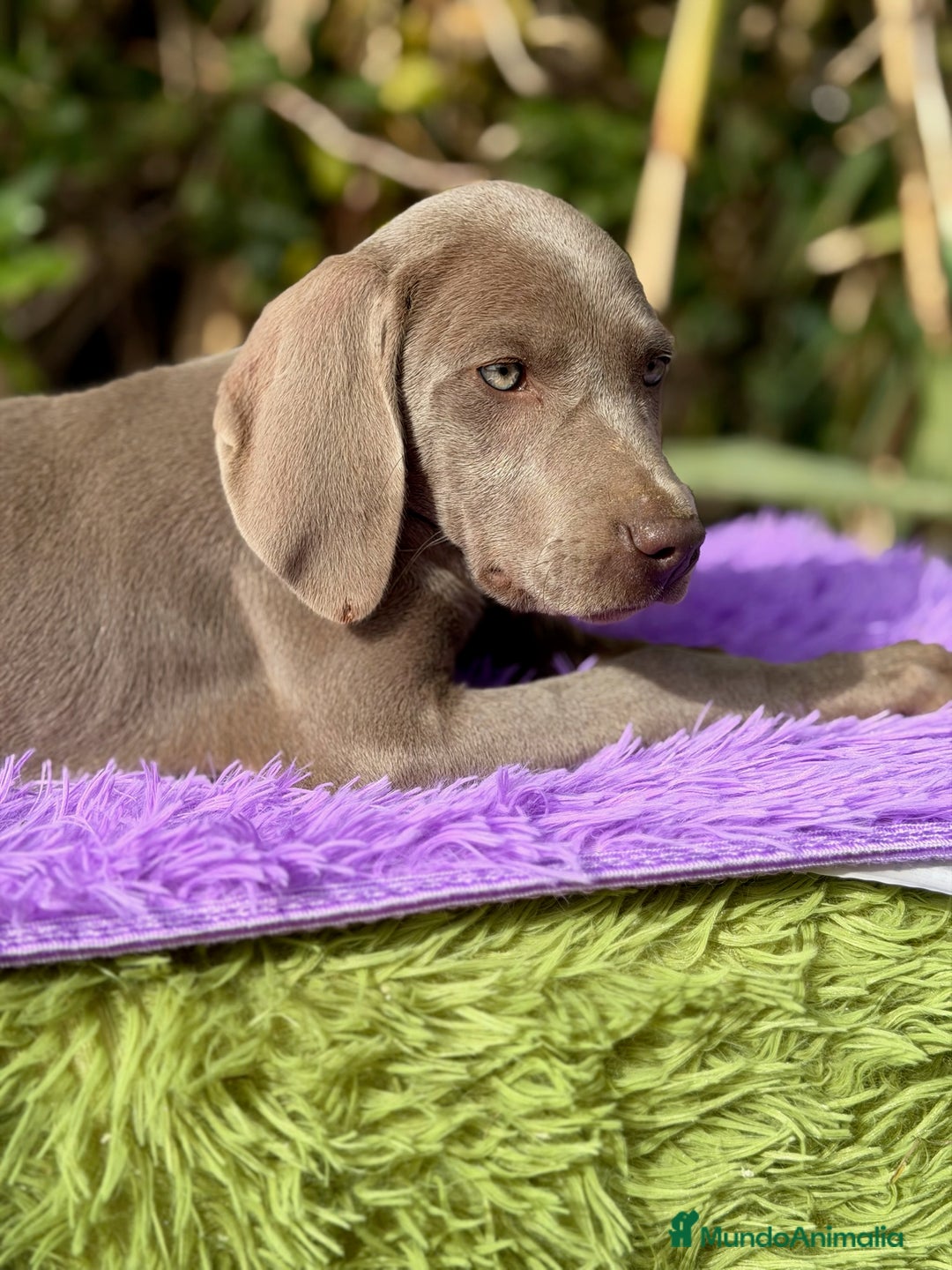 Weimaraner perros en venta: Braco de weimar disponible  - Anuncio 6