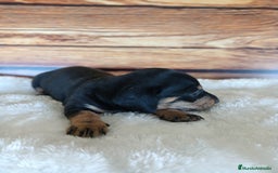 Teckel Miniatura perros en venta: TECKEL NEGRO FUEGO - Imagen 7