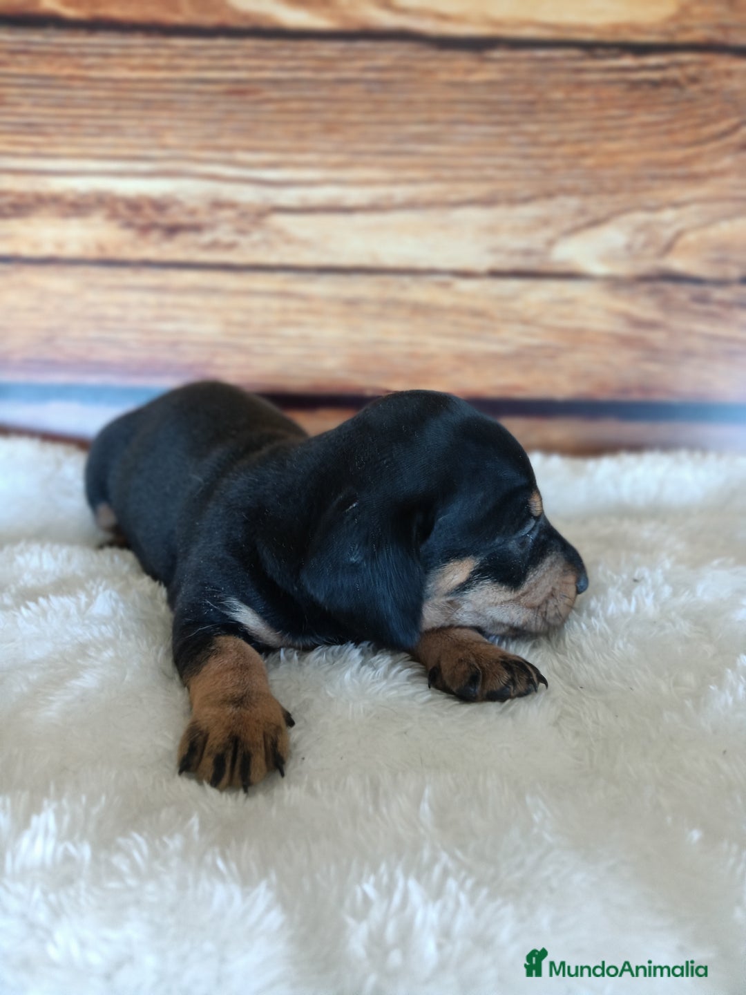 Teckel Miniatura perros en venta: TECKEL NEGRO FUEGO - Imagen 7