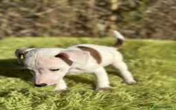 Jack Russell Terrier perros en venta: Jack russell pata corta - Imagen 6