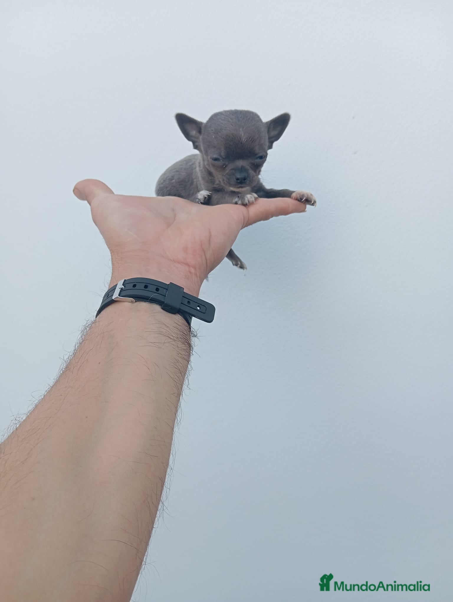 Chihuahua perros en venta: PRECIOSOS CHIHUAHUA RUSO Y ASIÁTICO - Anuncio 15