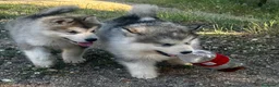 Alaskan Malamute perros en venta: Alaskan Malamute  - Anuncio 3