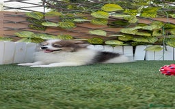 Pomerania perros en venta: POMERNIA MACHO - Imagen 10