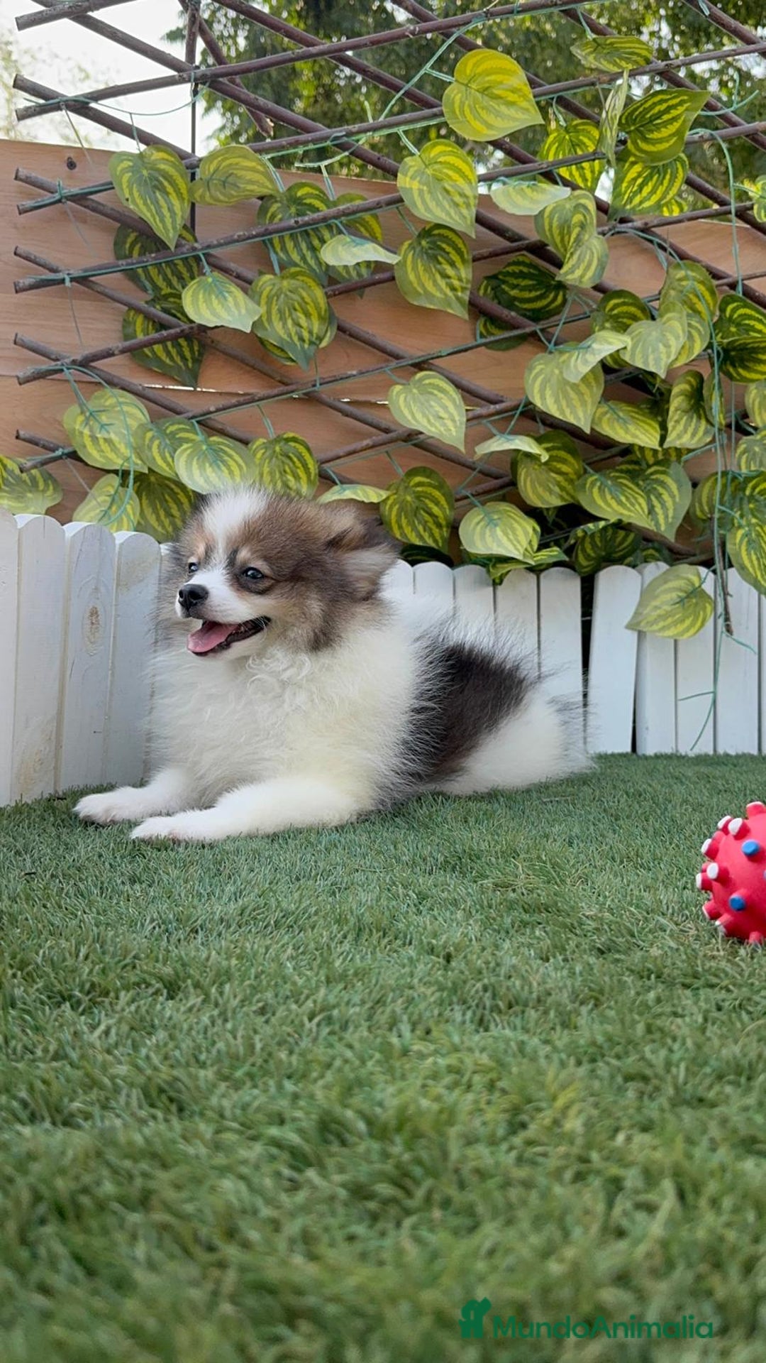 Pomerania perros en venta: POMERNIA MACHO - Imagen 10