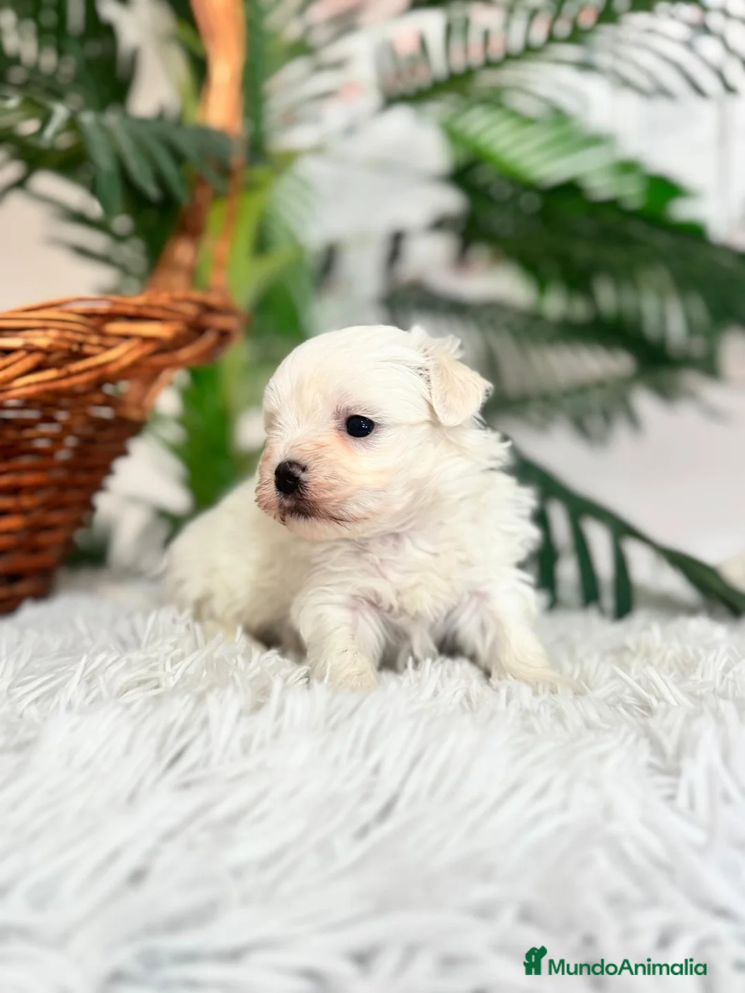Bichón Maltés perros en venta: BICHON MALTES MACHO - Anuncio 4