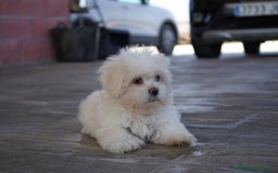 Maltipoo perros en venta: ❄️ Snow – Maltipoo blanco crema en miniatura 🐾 - Imagen 5