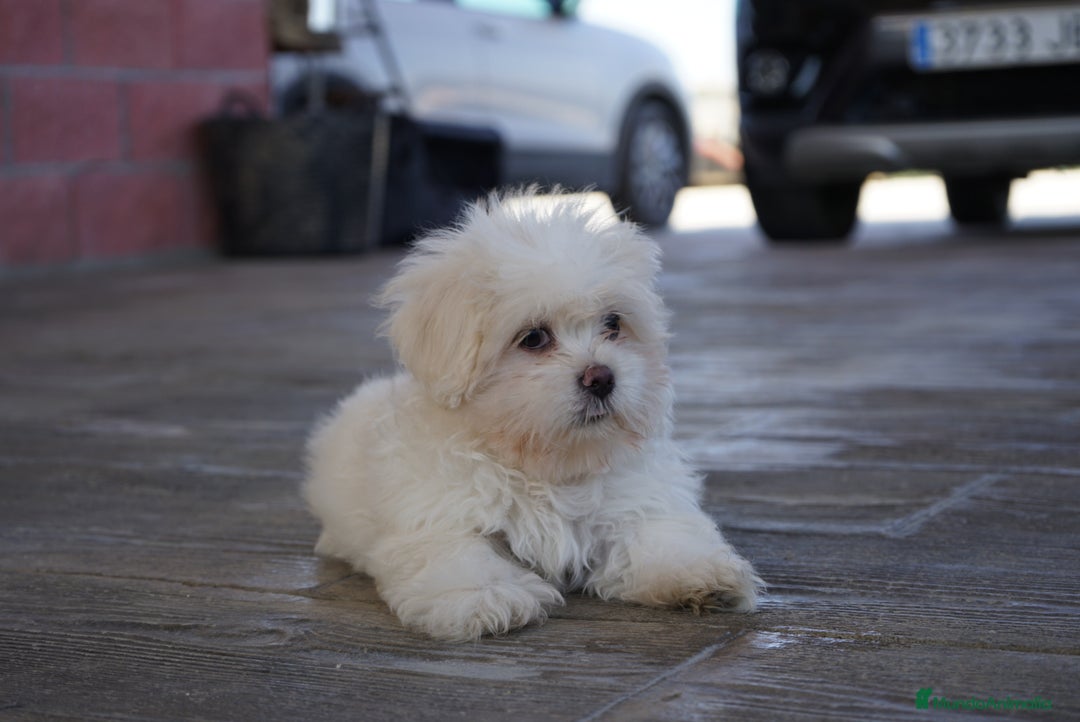 Maltipoo perros en venta: ❄️ Snow – Maltipoo blanco crema en miniatura 🐾 - Imagen 5