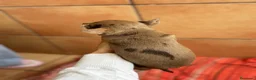 Chihuahua perros en venta: Chihuahua hembra chocomerle🩷🐶🐾 en Murcia - Anuncio 3
