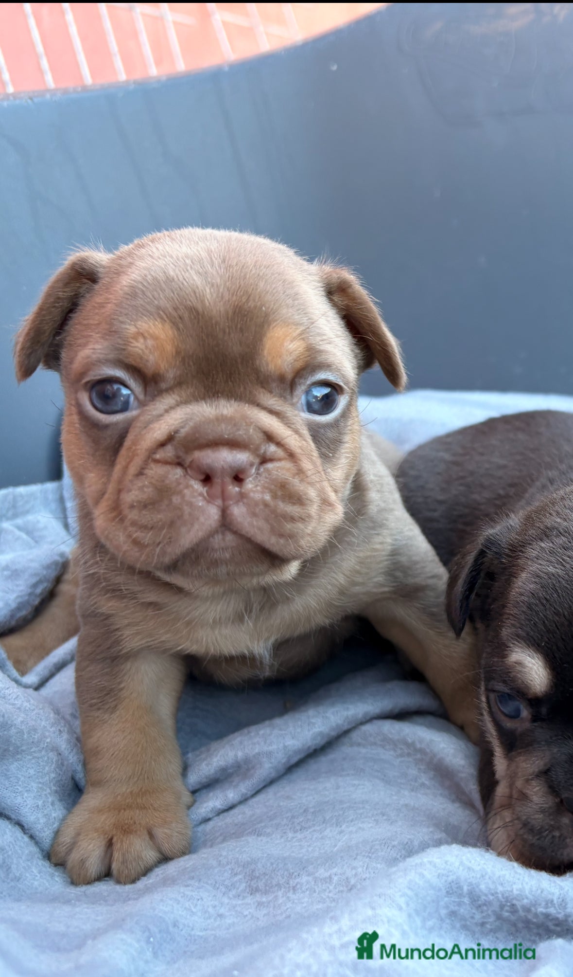 Bulldog Francés perros Bulldog francés exóticos  - Anuncio 1