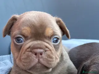 Bulldog Francés perros Bulldog francés exóticos - Anuncio 1