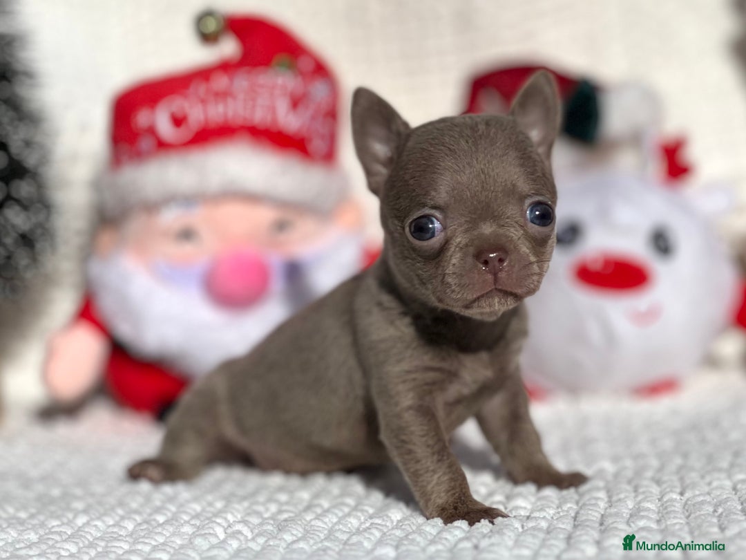 Chihuahua perros en venta: ESPECTACULAR CHIHUAHUA LÍNEA RUSA CABEZA DEMANZANA - Anuncio 1