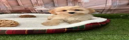 Maltipoo perros en venta: Maltipoo toy listo para conocer a su nueva familia - Anuncio 3