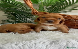 Cocker Spaniel Inglés perros en venta: COCKER SPANIEL INGLES - Imagen 6