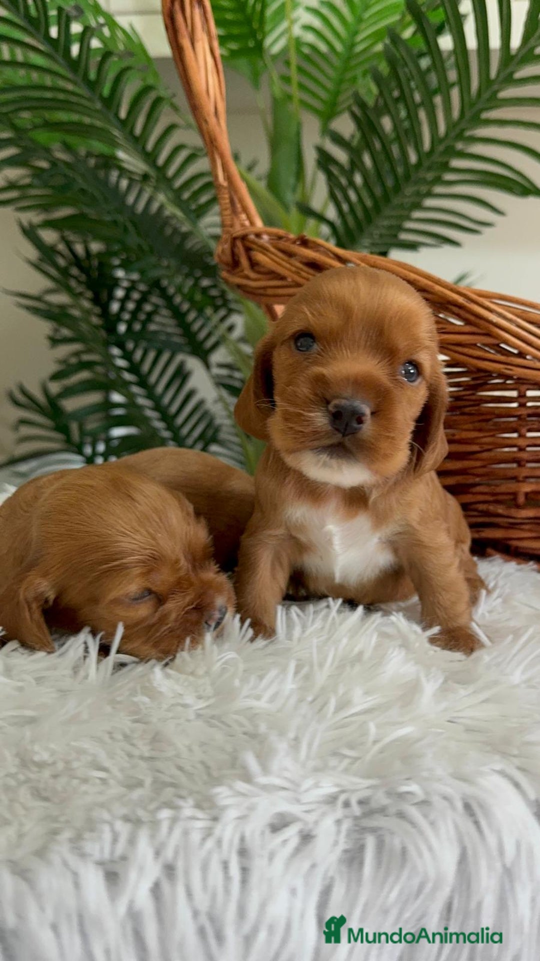 Cocker Spaniel Inglés perros en venta: COCKER SPANIEL INGLES - Imagen 6