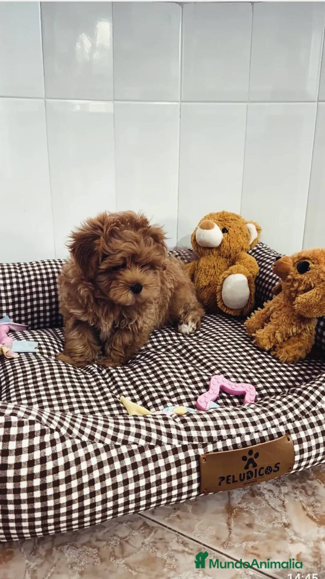Maltipoo perros en venta: MALTIPOO ASIÁTICO MINIATURA  - Anuncio 3