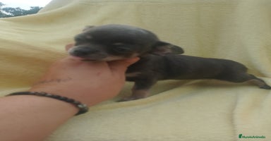 Chihuahua perros - Anuncio 4