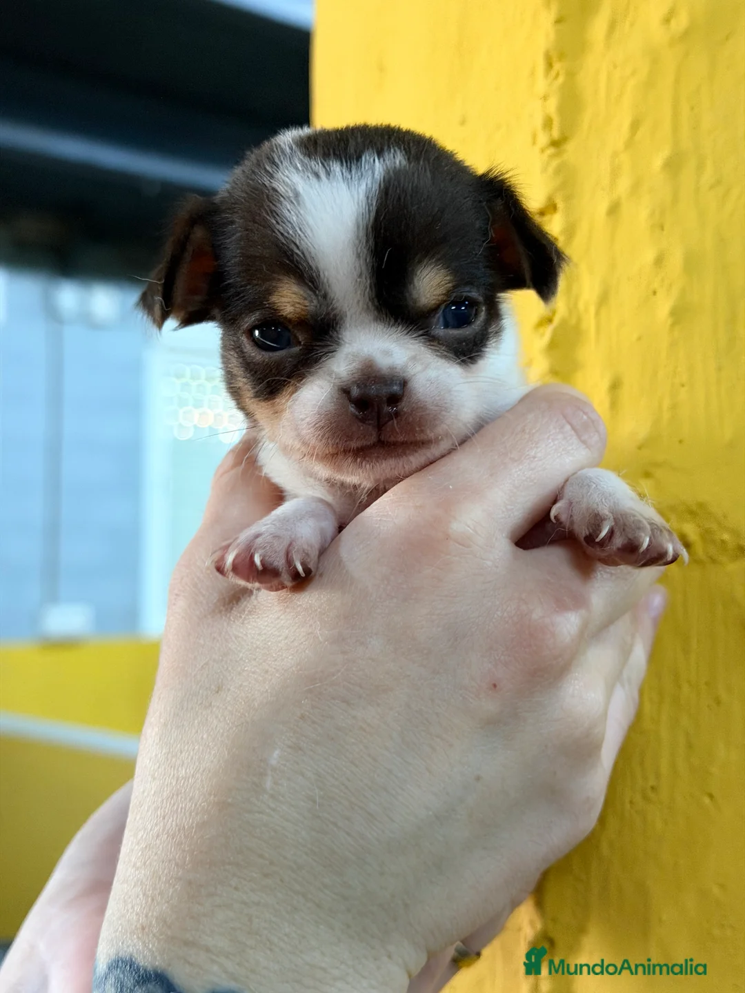 Chihuahua perros en venta: Chihuahua Minitoy  - Anuncio 1