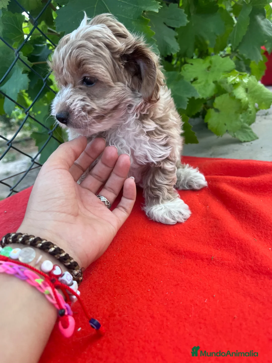 Maltipoo perros en venta: PRECIOSO MACHO - Anuncio 2