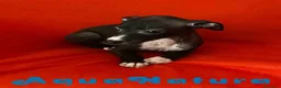 Pequeño Lebrel Italiano perros en venta: Lebrel Italiano Hembra 6224 de BN- AQUANATURA en Barcelona - Anuncio 9