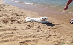 Bichón Maltés perros en venta: Excelente camada disponible!  - Imagen 6