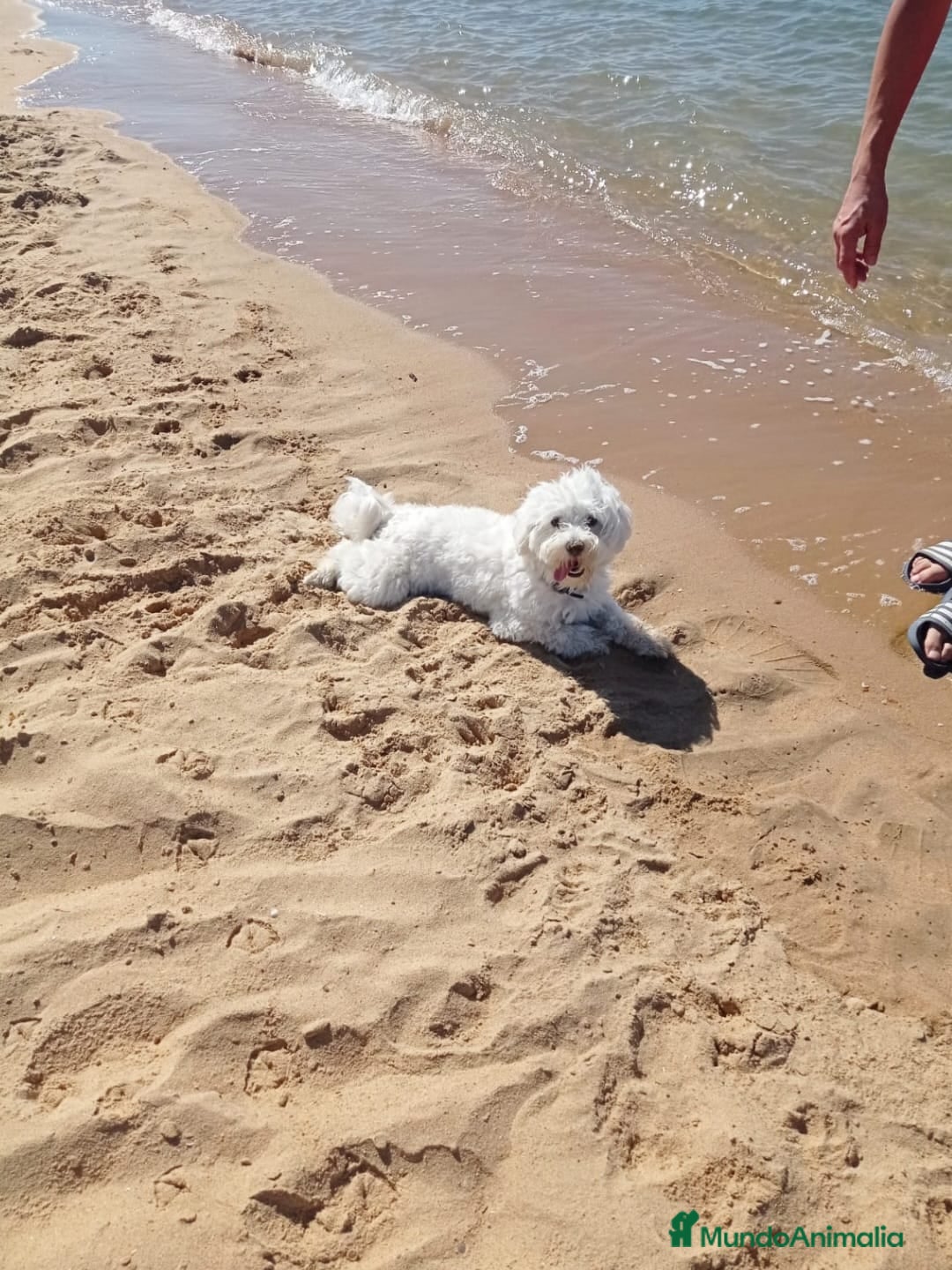 Bichón Maltés perros en venta: Excelente camada disponible!  - Imagen 6
