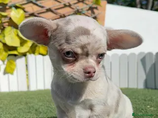Chihuahua perros CHIHUAHUA MERLE-LISTO PARA ENTREGAR - Anuncio 14