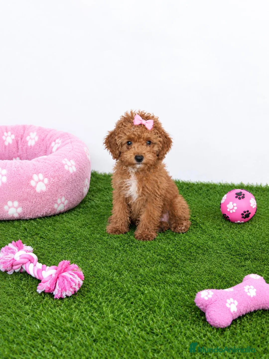 Caniche Toy perros en venta: Impresionante hembra de caniche toy - Anuncio 2
