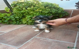 Raza Mixta perros en venta: Cruce dé Yorkshire  - Imagen 1