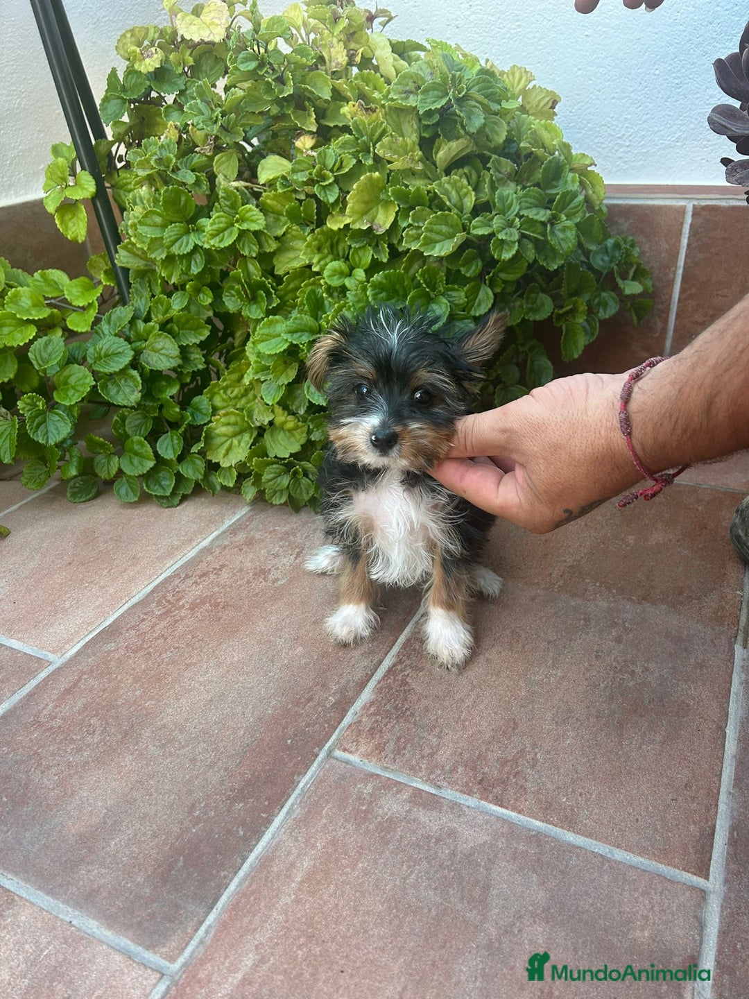 Raza Mixta perros en venta: Cruce dé Yorkshire  - Imagen 1