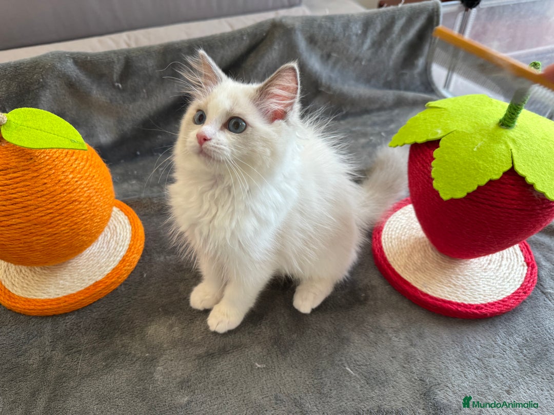 Ragdoll gatos en venta: Gatitos Ragdoll 19-05 - Imagen 12