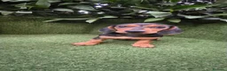 Teckel Miniatura perros en venta: teckel miniatura varios colores  - Anuncio 4