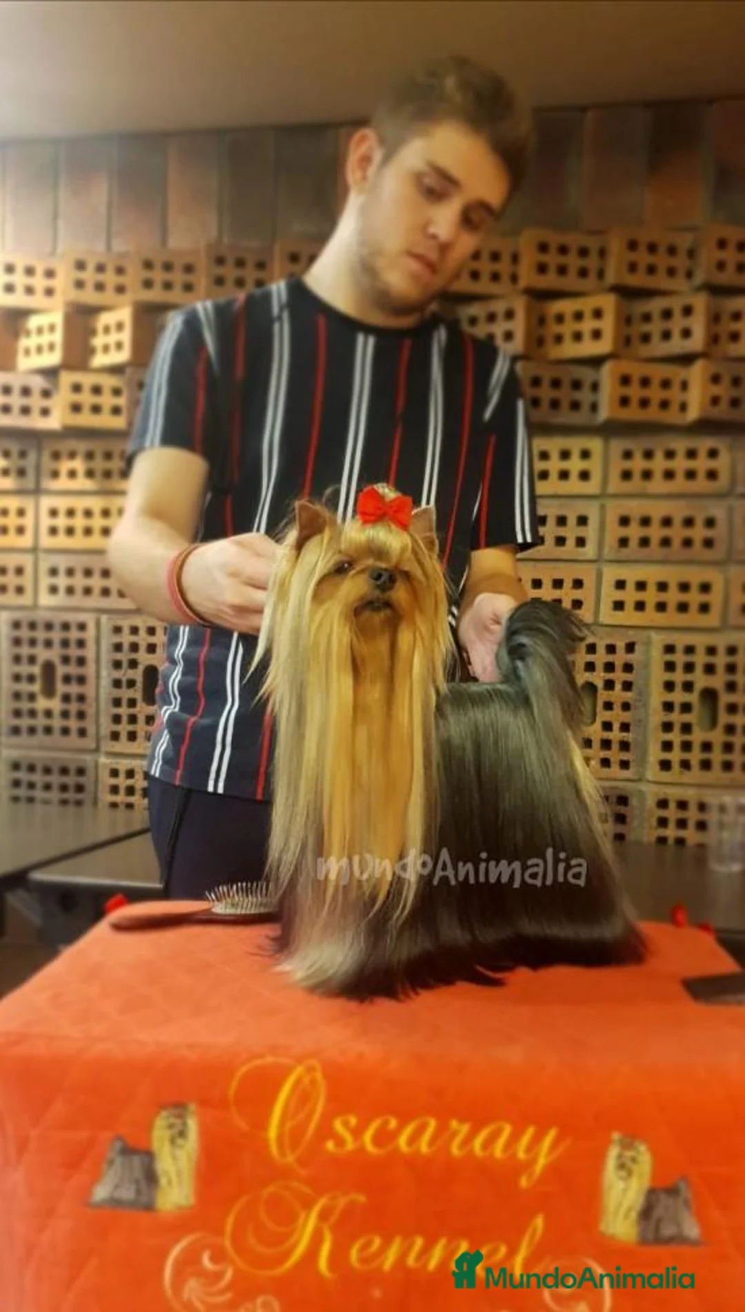 Imagen de galería {{count}}