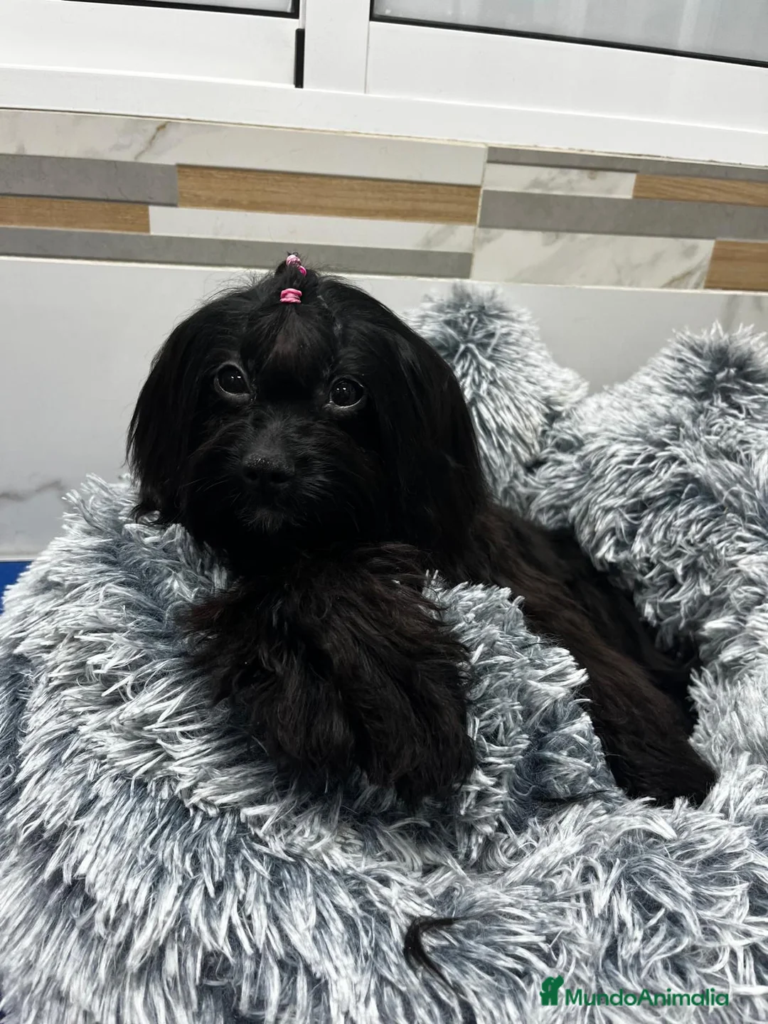 Cavapoo perros en venta: Cavapoo - Anuncio 1