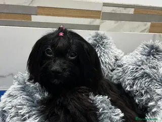 Cavapoo perros Cavapoo - Anuncio 2