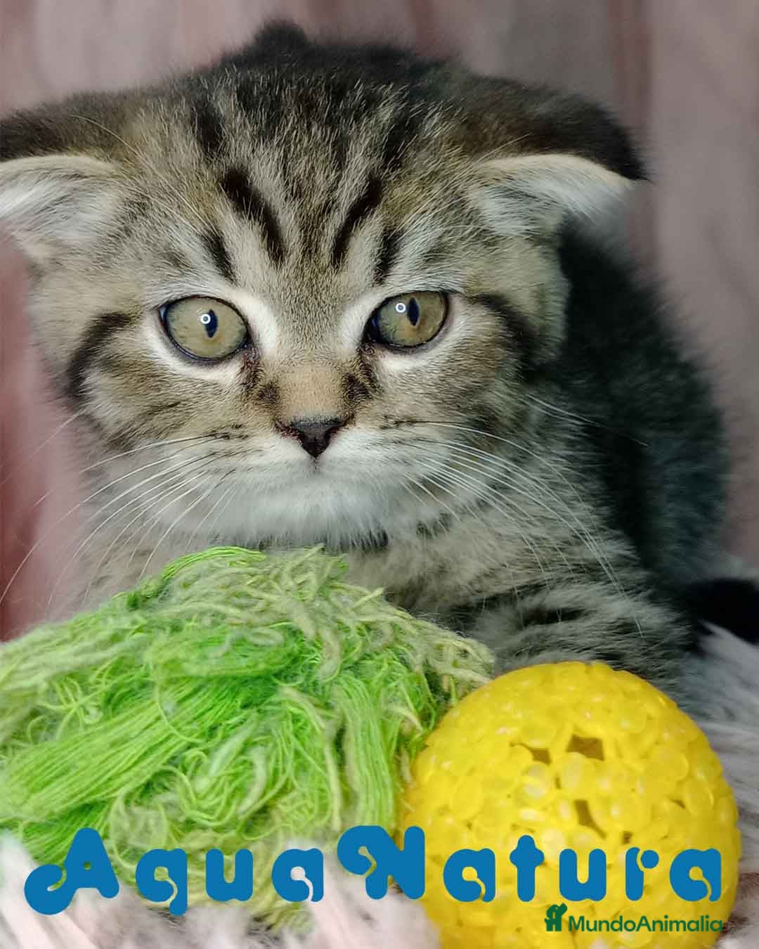 Scottish Fold gatos Scottish Fold Macho 4212 - AQUANATURA en Barcelona - Anuncio 41