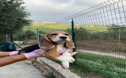 Beagle perros en venta: Beagle Puppy buscando un hogar lleno de amor 🐾 - Imagen 2