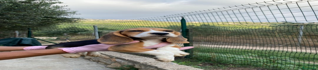 Beagle Cachorro 2