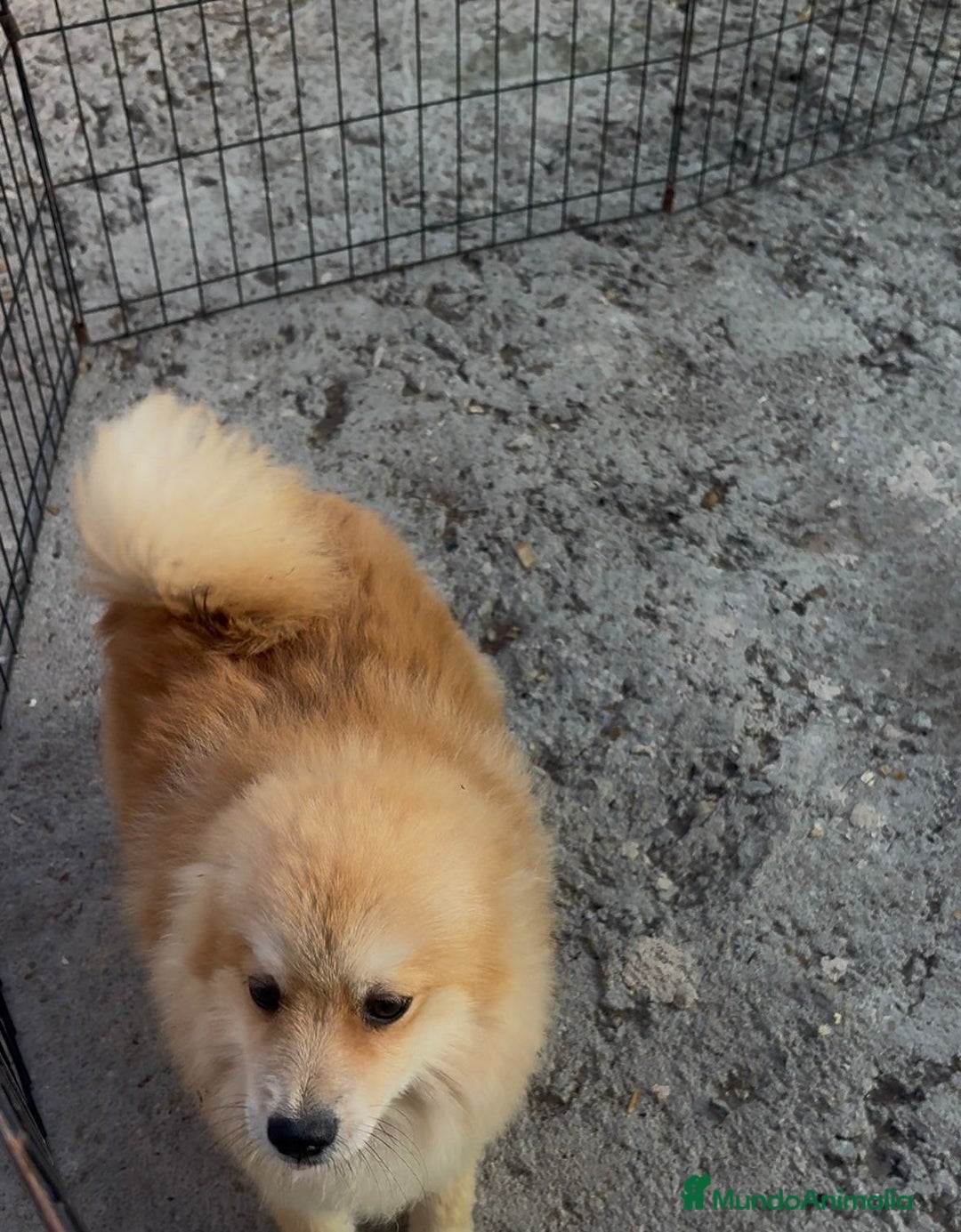 Pomerania perros en venta: Pomerania 6 meses  - Anuncio 4