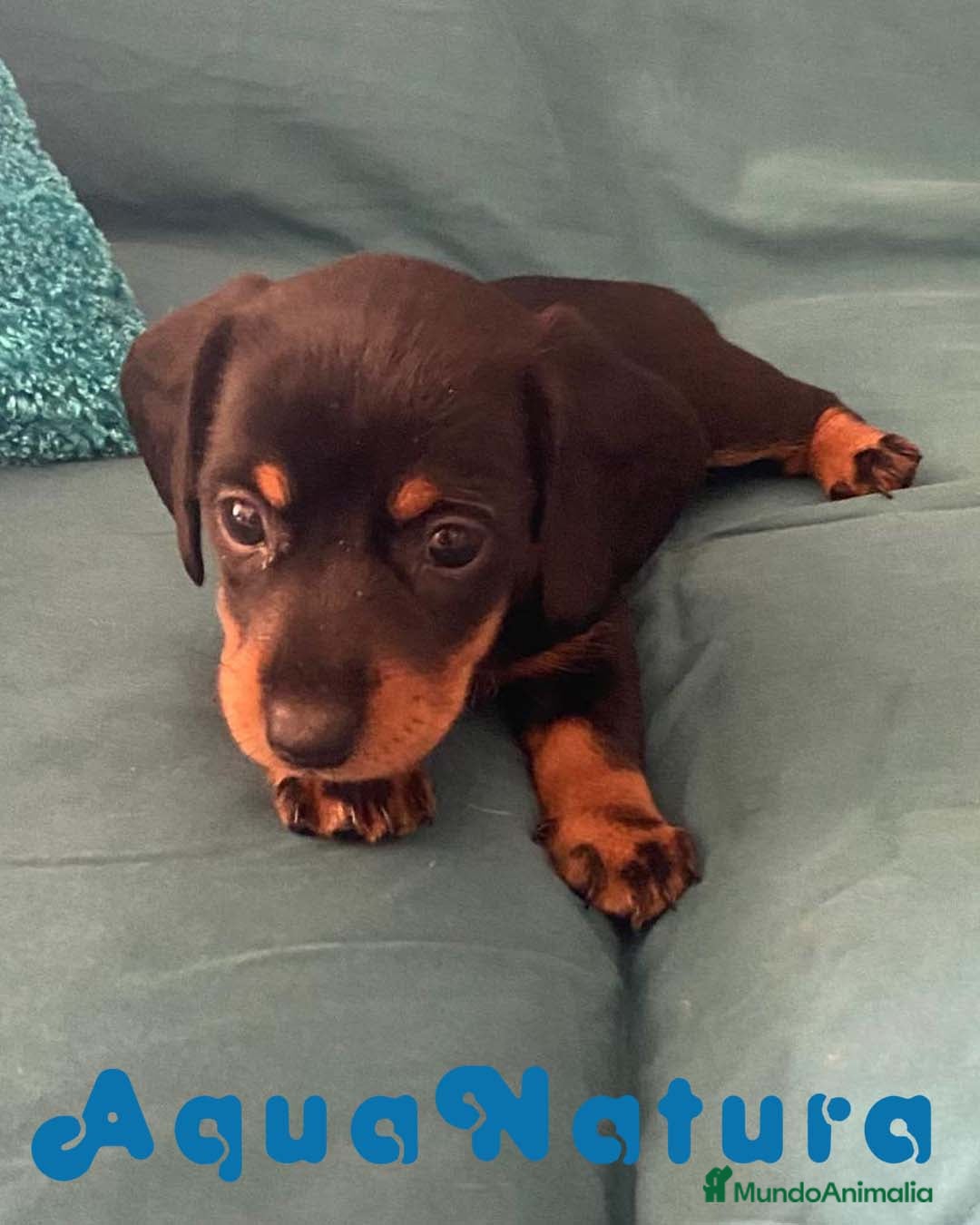 Teckel perros Teckel Hembra de Tita Junior 5843  AQUANATURA en Barcelona - Anuncio 23