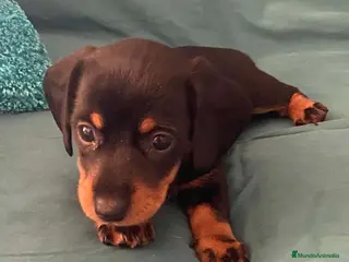 Teckel perros Teckel Hembra de Tita Junior 5843 AQUANATURA en Barcelona - Anuncio 26