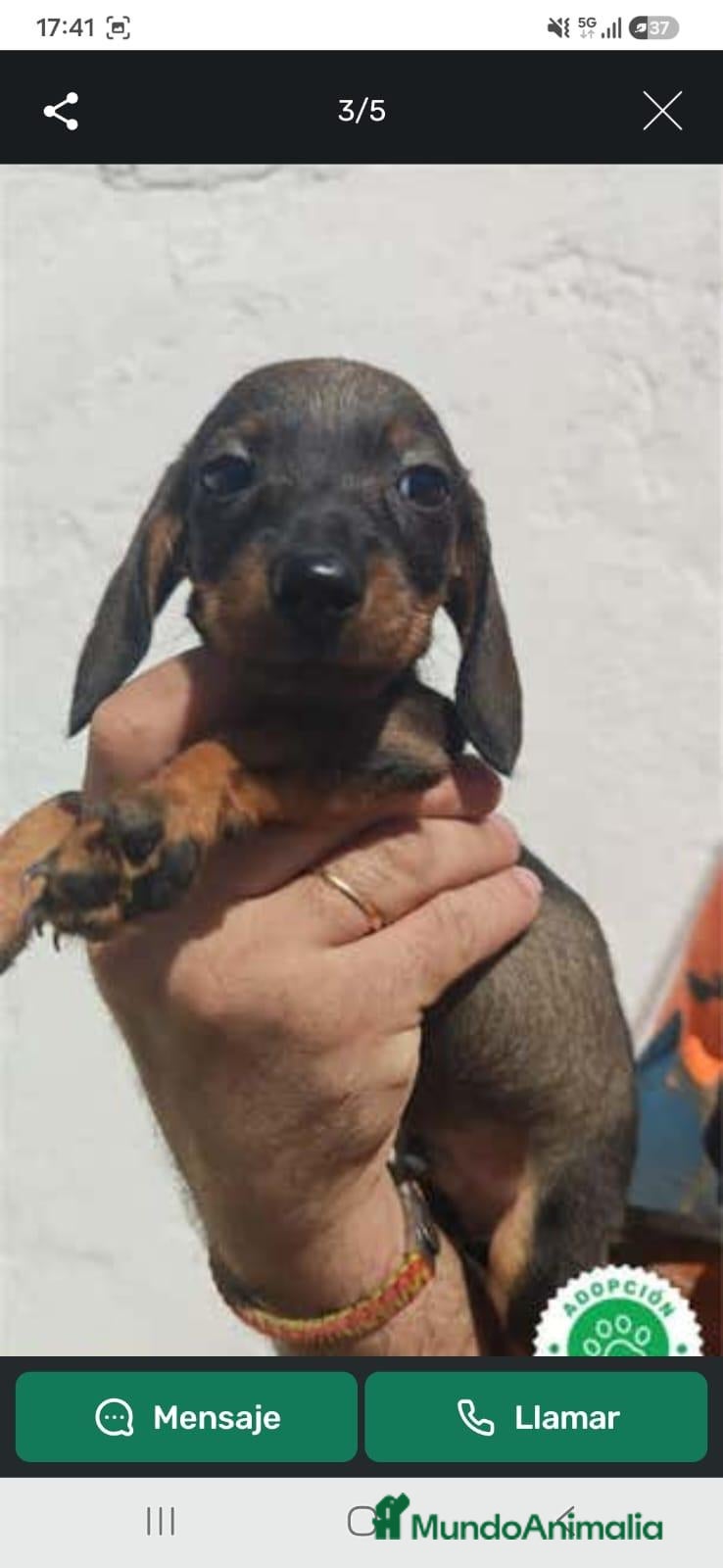 Teckel Miniatura perros Bebés teckel miniatura - Anuncio 1