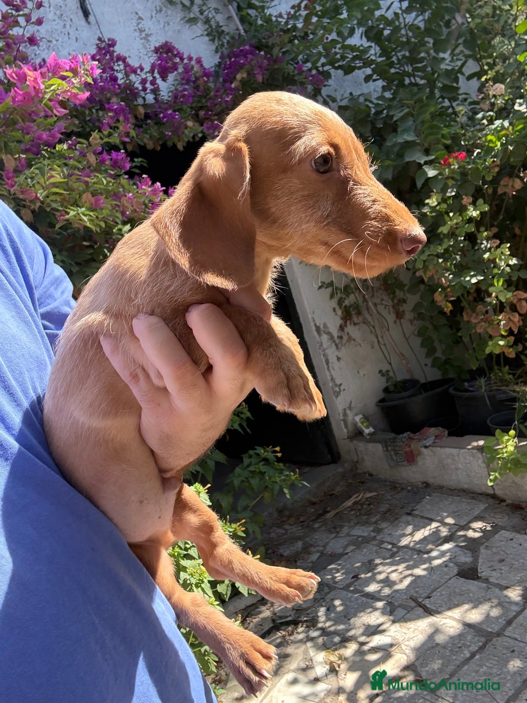 Teckel Miniatura perros en venta: Teckels pelo duro mini  - Imagen 3
