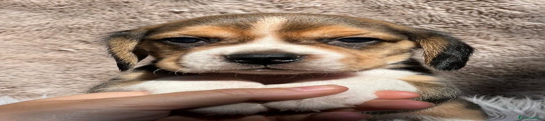 Beagle Cachorro 3