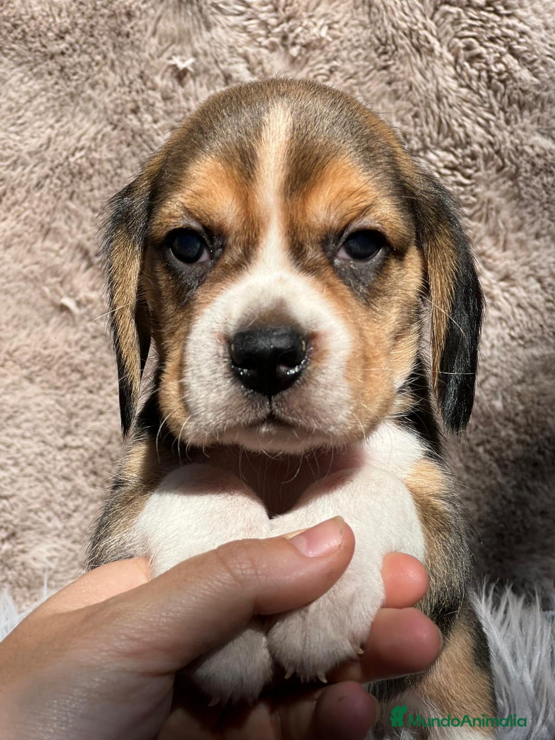 Beagle perros en venta: Beagle tricolor  - Imagen 14