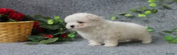 Bichón Maltés perros en venta: PRECIOSOS BICHON MALTES  LINEA TOY  - Anuncio 10