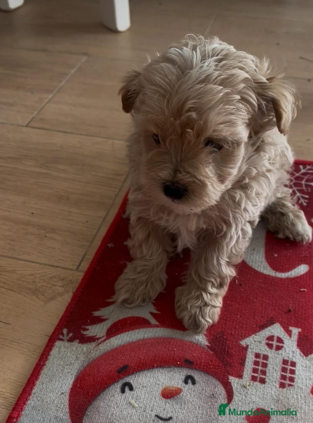 Maltipoo perros en venta: PRECIOSA HEMBRA DE MALTIPOO - Anuncio 2