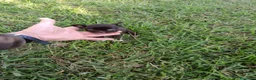 Chihuahua perros en venta: PRECIOSOS CHIHUAHUA RUSO Y ASIÁTICO  RUSO - Anuncio 9